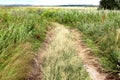 A ground road in a field with high grass in Krasnoyarsk area in Russia