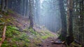 ground road through a fir mount slope forest Royalty Free Stock Photo