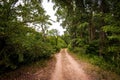 Ground road in forest Royalty Free Stock Photo