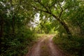 Ground road in forest Royalty Free Stock Photo