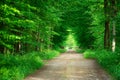 Ground road through green deciduous forest, sharpness in the background Royalty Free Stock Photo