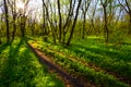 road among green forest in light of sparkle sun Royalty Free Stock Photo