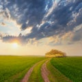 Ground road among a green rural field at the sunset Royalty Free Stock Photo