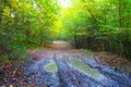 Ground road with puddle in autumn forest Royalty Free Stock Photo
