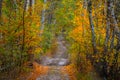Ground road through quiet autumn birch forest