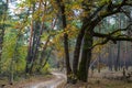 Ground road through quiet autumn forest