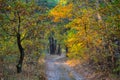 Ground road through quiet autumn forest