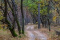 Ground road through quiet autumn forest