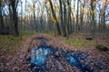 ground road among quiet forest covered by red dry leaves