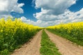 Ground road in rapeseed field