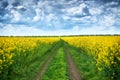 Ground road in rapeseed yellow flower field, beautiful spring landscape Royalty Free Stock Photo