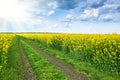 Ground road in rapeseed yellow flower field, bright sun, beautiful spring landscape Royalty Free Stock Photo