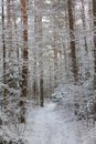 Ground road snowfall after Royalty Free Stock Photo