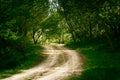 Ground road in summer forest Royalty Free Stock Photo
