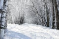 Ground road in winter forest, beautiful wild landscape with snow and blue sky, nature concept Royalty Free Stock Photo