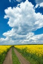 Ground road in yellow flower field, beautiful spring landscape, bright sunny day, rapeseed Royalty Free Stock Photo