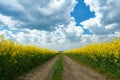 Ground road in yellow flower field, beautiful spring landscape, bright sunny day, rapeseed Royalty Free Stock Photo