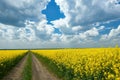 Ground road in yellow flower field, beautiful spring landscape, bright sunny day, rapeseed Royalty Free Stock Photo