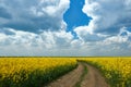 Ground road in yellow flower field, beautiful spring landscape, bright sunny day, rapeseed Royalty Free Stock Photo