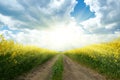 Ground road in yellow flower field with sun, beautiful spring landscape, bright sunny day, rapeseed Royalty Free Stock Photo