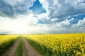 Ground road in yellow flower field with sun, beautiful spring landscape, bright sunny day, rapeseed Royalty Free Stock Photo