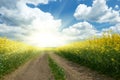 Ground road in yellow flower field with sun, beautiful spring landscape, bright sunny day, rapeseed Royalty Free Stock Photo