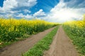 Ground road in yellow flower field with sun, beautiful spring landscape, bright sunny day, rapeseed Royalty Free Stock Photo