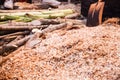 Ground Shredded Chipped Wood chips used as biomass solid fuel, raw material for producing wood pulp, organic mulch in gardening,