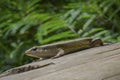 Ground skink close-up picture Royalty Free Stock Photo