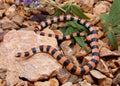 Ground Snake, Sonora semiannulata Royalty Free Stock Photo