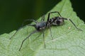 Ground spider Royalty Free Stock Photo
