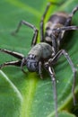 Ground spider Royalty Free Stock Photo