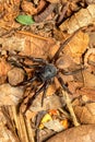 Ground spider, Gnaphosidae sp., Miandrivazo, Madagascar wildlife