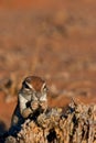 Ground Squirel Royalty Free Stock Photo