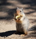 Ground Squirel with a popcorn treat Royalty Free Stock Photo