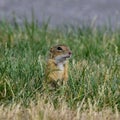 Ground squirel-suslik Royalty Free Stock Photo