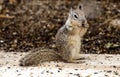 Ground Squirrel Royalty Free Stock Photo