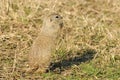 Ground squirrel