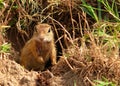 Ground squirrel