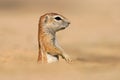 Ground squirrel