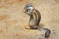 Ground Squirrel Royalty Free Stock Photo