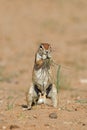 Ground squirrel