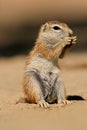 Ground squirrel