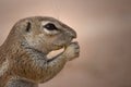 Ground Squirrel