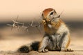 Ground squirrel Royalty Free Stock Photo