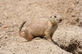 Ground squirrel also known as Spermophilus is guarding its hole by its entrance Royalty Free Stock Photo