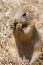 Ground squirrel also known as Spermophilus in its natural habitat