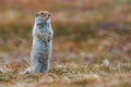 Ground Squirrel - Arctic Royalty Free Stock Photo