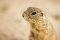 The Ground Squirrel on biege sand. animals Royalty Free Stock Photo