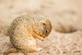 The Ground Squirrel on biege sand. animals Royalty Free Stock Photo